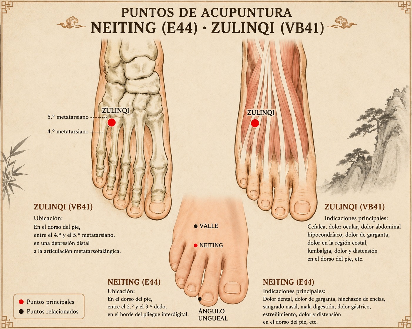 puntos de acupuntura